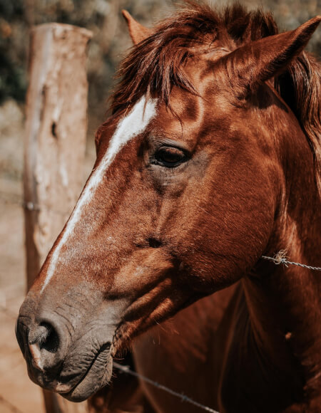 brown-horse-face-2