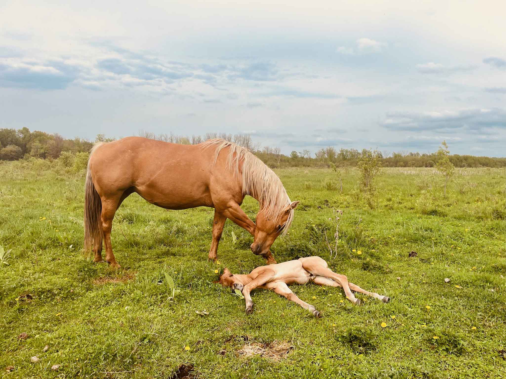 From Follice to Foal
