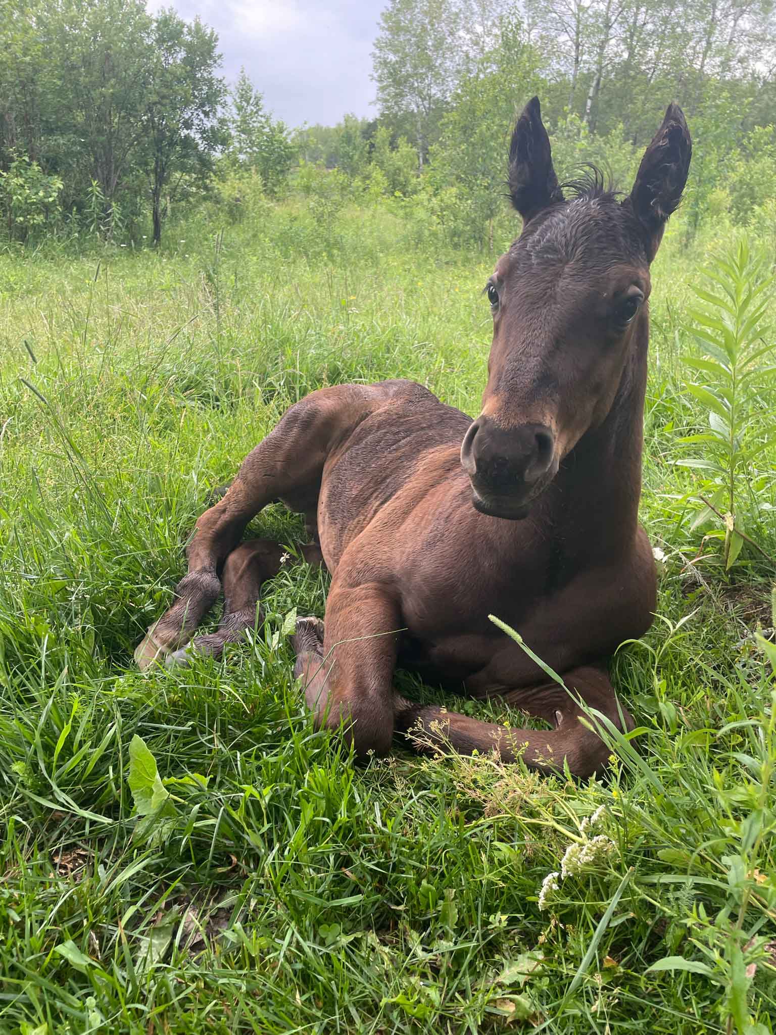 Neonatal Foal Care