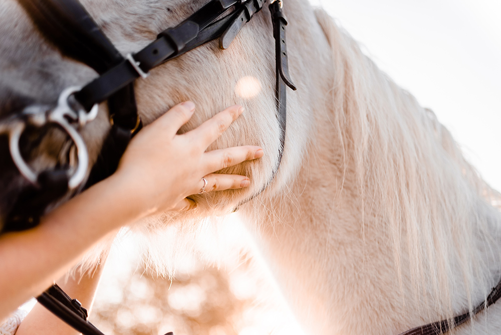 Routine Care Days – Year-Round Half-Price Farm Calls