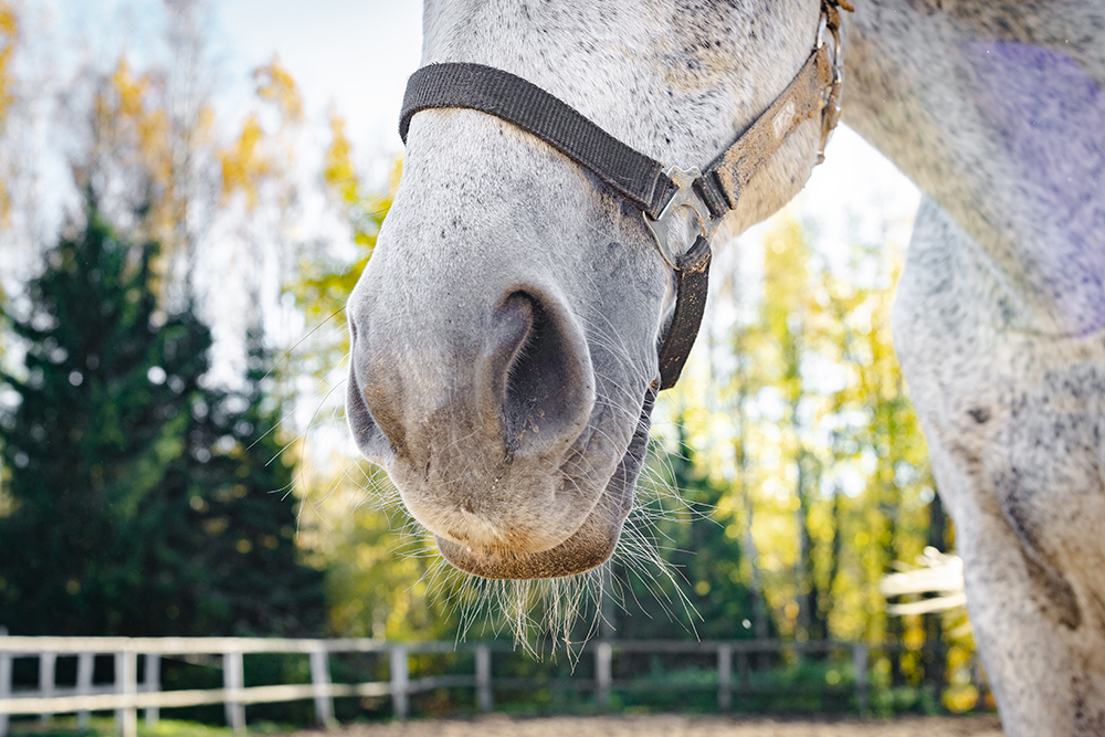 Routine Care Days – Year-Round Half-Price Farm Calls