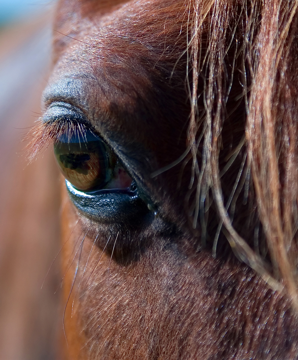 Routine Care Days – Year-Round Half-Price Farm Calls